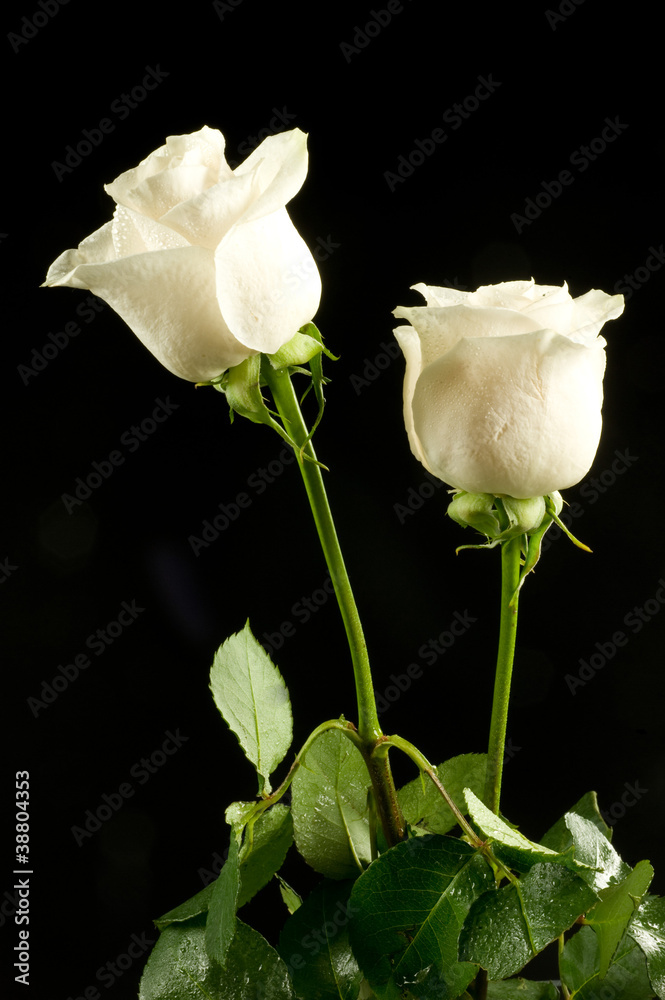 Obraz premium Rose bianche