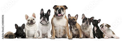 Group of Bulldogs and one Pug in front of white background