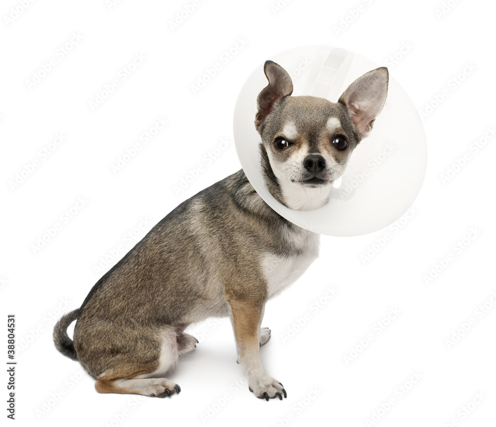 Chihuahua, 4 years old, wearing a space collar