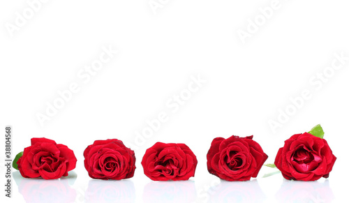 Beautiful red roses isolated on white