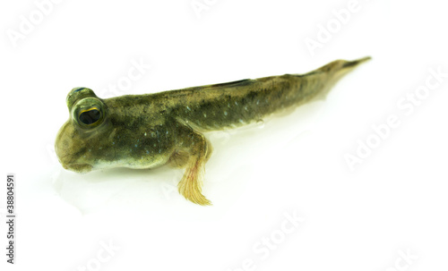 Mudskipper