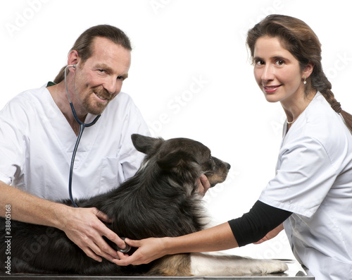 Vets examining a Border collie with a stethoscope