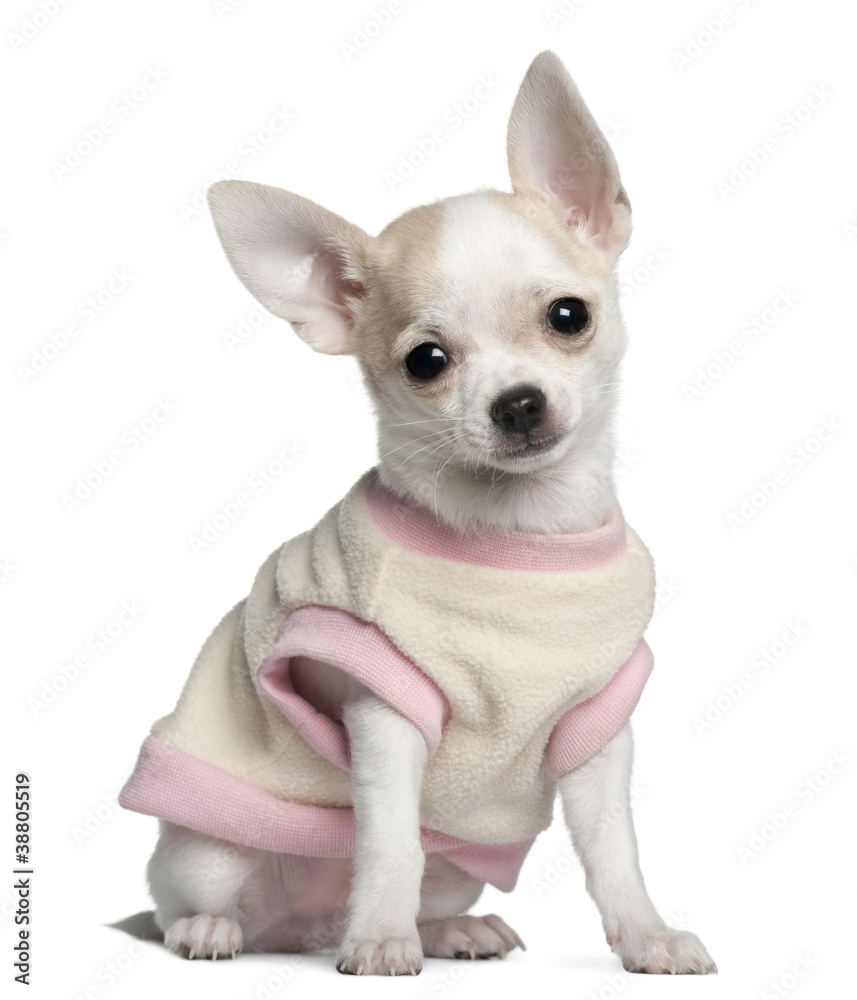 Chihuahua puppy, 11 weeks old, sitting in front of white