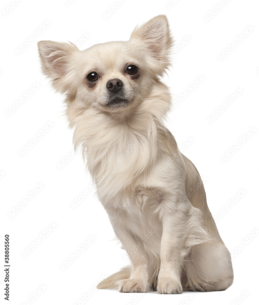 Chihuahua, 18 months old, sitting in front of white background