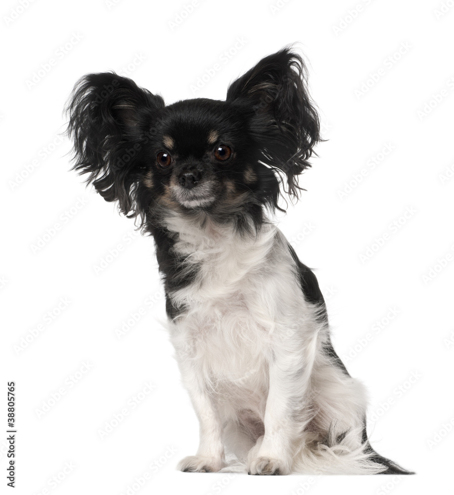 Crossbreed dog sitting in front of white background Crossbreed dog sitting in front of white background