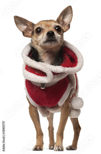 Crossbreed dog, 4 years old, in front of white background © Eric Isselée