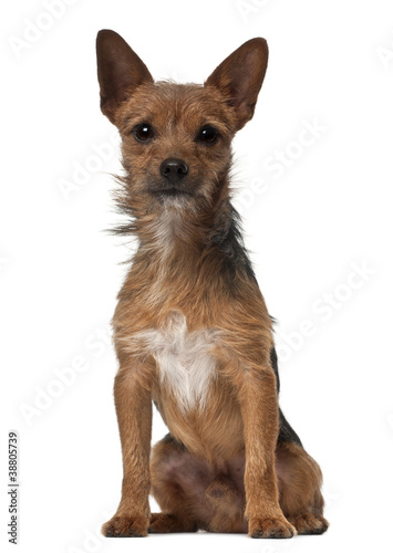 Crossbreed dog, 1 year old, sitting in front of white background
