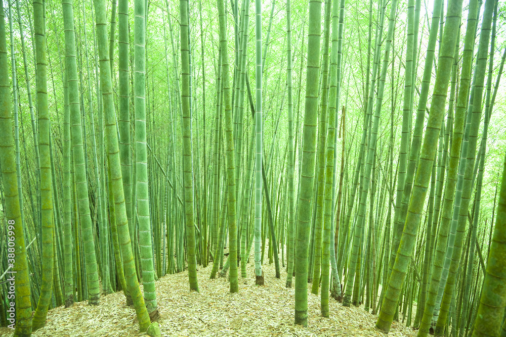 Fototapeta premium green bamboo forest