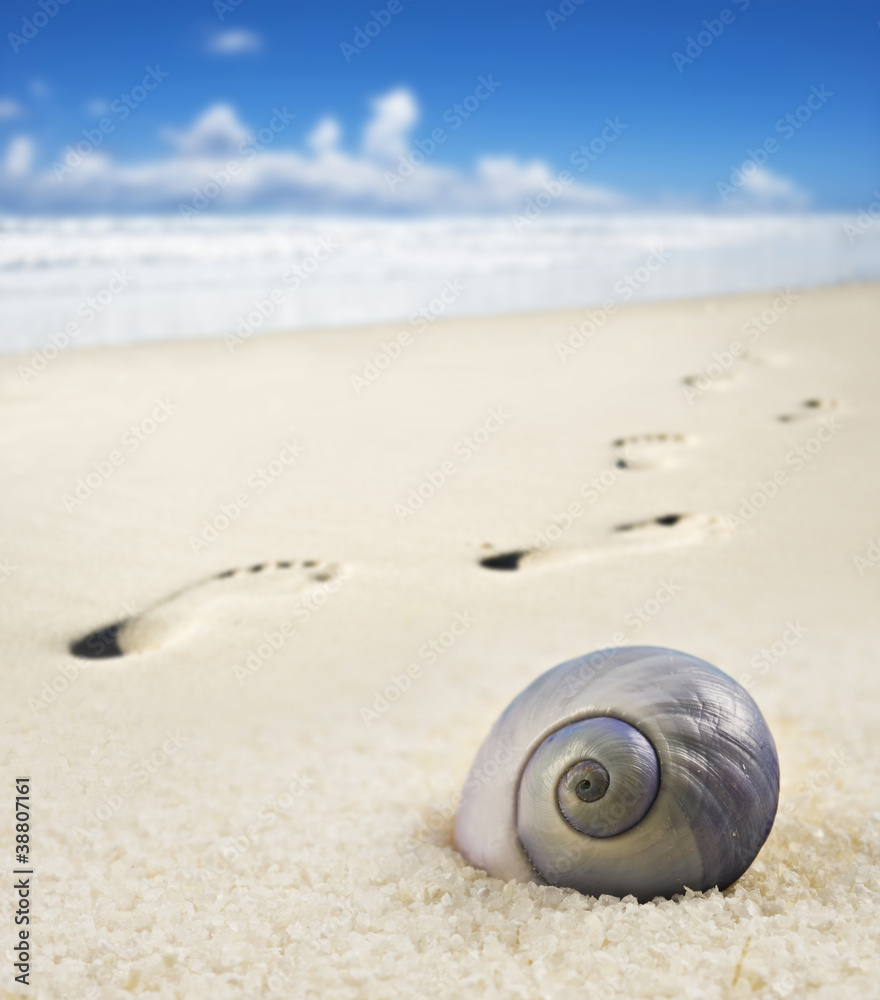 Sea shell and foot prints on a sandy beach Sea shell and foot prints on a sandy beach