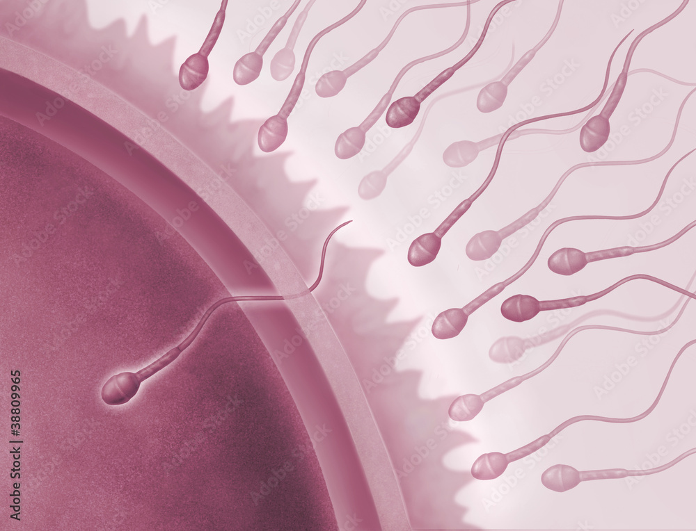 Spermien und Eizelle, Befruchtung Stock-Illustration | Adobe Stock
