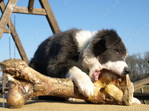 Pet-food