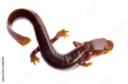 Chinese tsitou salamander newt