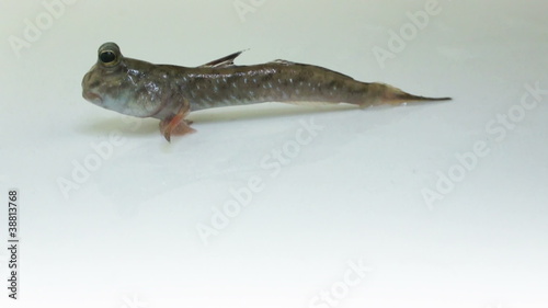Mudskipper photo