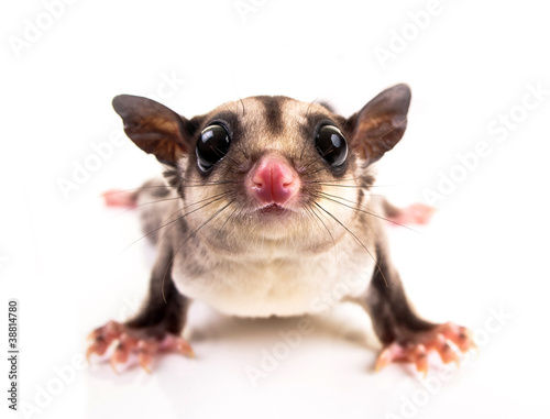 sugar glider
