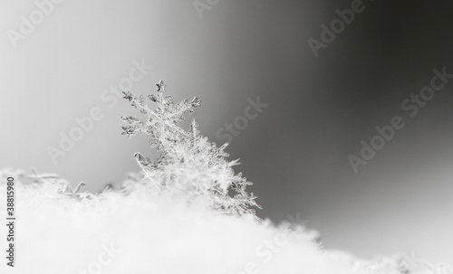 Snowflake in white snow © Nneirda