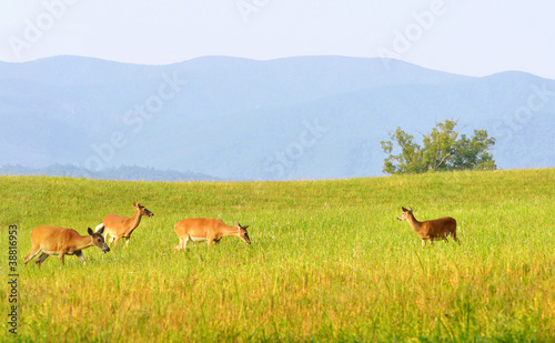 Wild deer at Cades Cove valley in Smoky Mountains