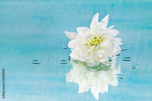 Хризантема на зеркале в воде