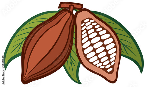 Cacao - cocoa beans