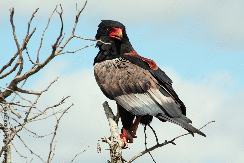 Obraz premium Bataleur Eagle