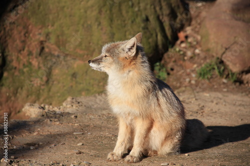 Steppenfuchs in Nahaufnahme