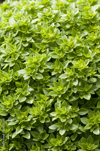 Basil plant in garden