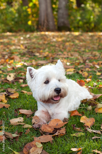 West highland white terrier on the green grass