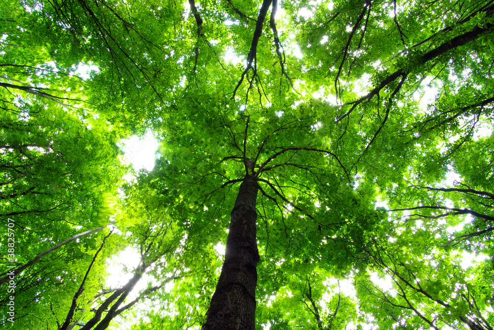 Fototapeta premium forest