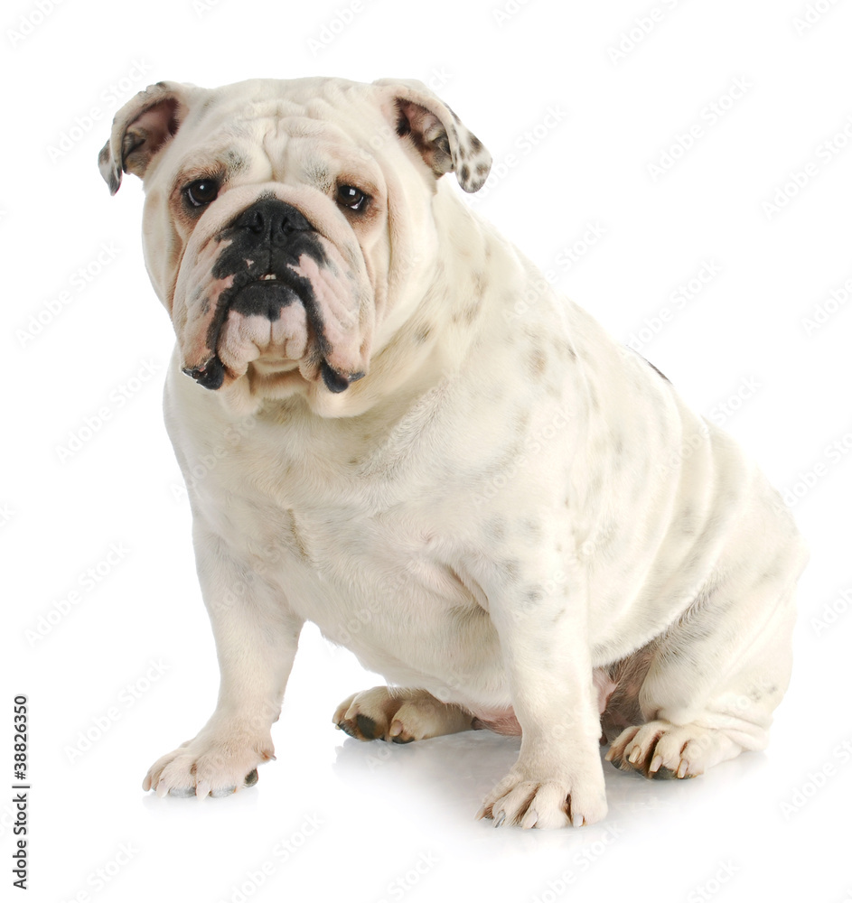 english bulldog