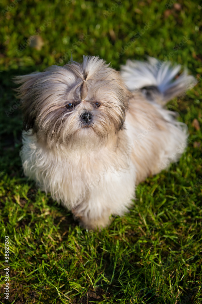 Shih tzu dog