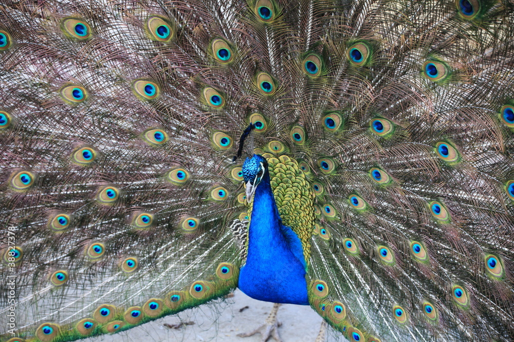 Fototapeta premium Pfau in Nahaufnahme