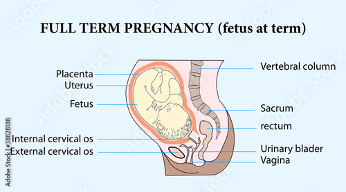 FUll term pregnanchy
