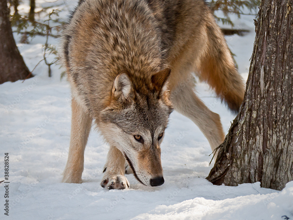 Fototapeta premium Wolf