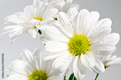 水滴のかかった白い菊の花