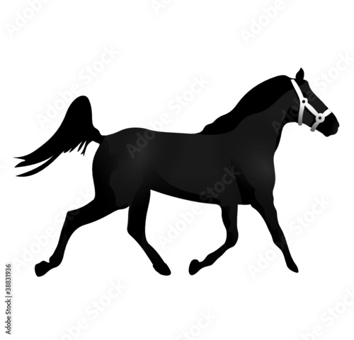 cheval étalon noir