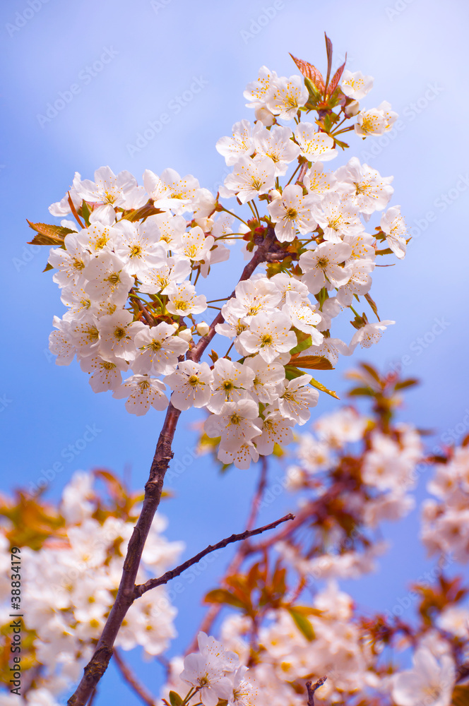 Beautiful apricot flowers in full bloom against the blue sky Beautiful apricot flowers in full bloom against the blue sky