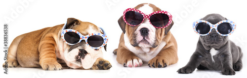 english Bulldog puppy in sunglasses © liliya kulianionak