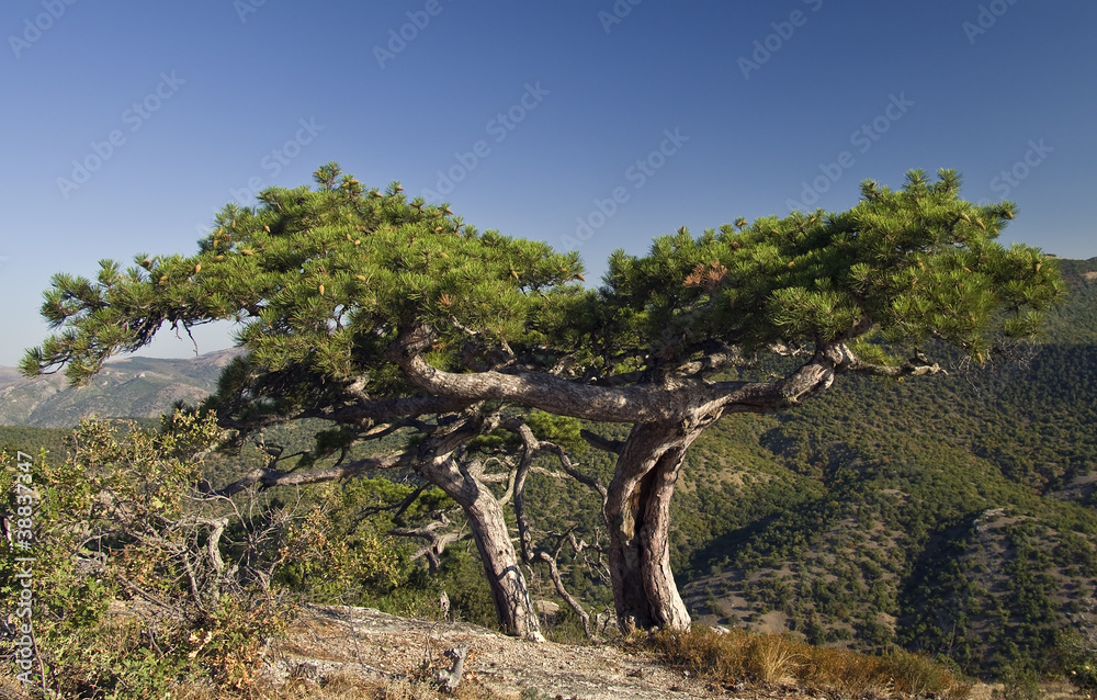 Pine on the mountain. Pine on the mountain.