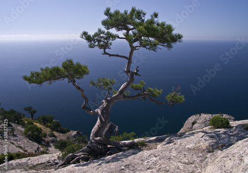 Pine over the sea