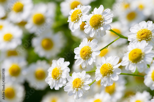 Beautiful sunny chamomile flowers close-up