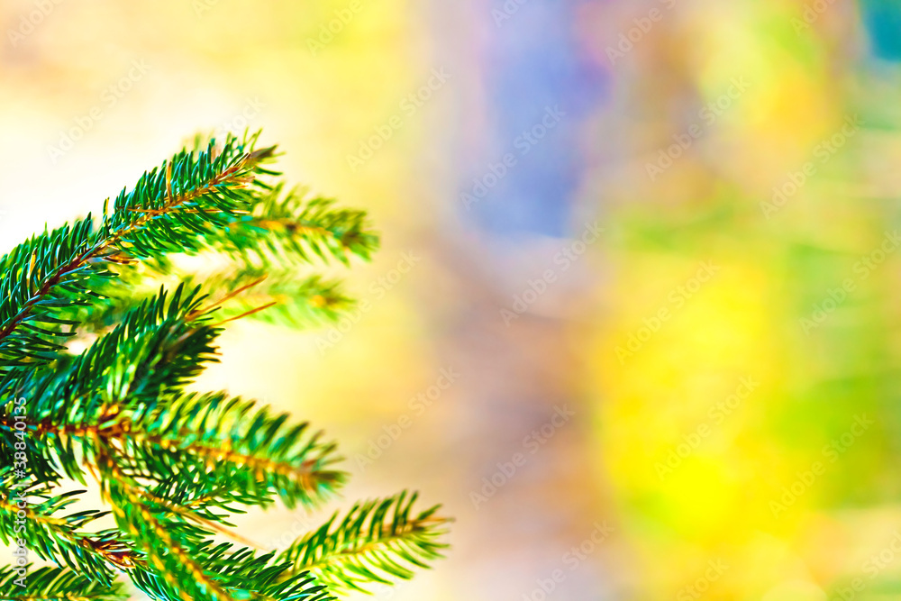 christmas fir tree on pastel background christmas fir tree on pastel background