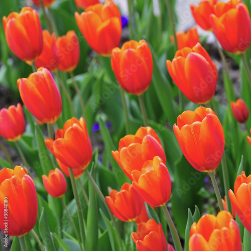 Frühling