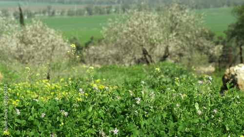 Wallpaper Mural Stock Video Footage of fields and trees shot in Israel at 4k with Red. Torontodigital.ca