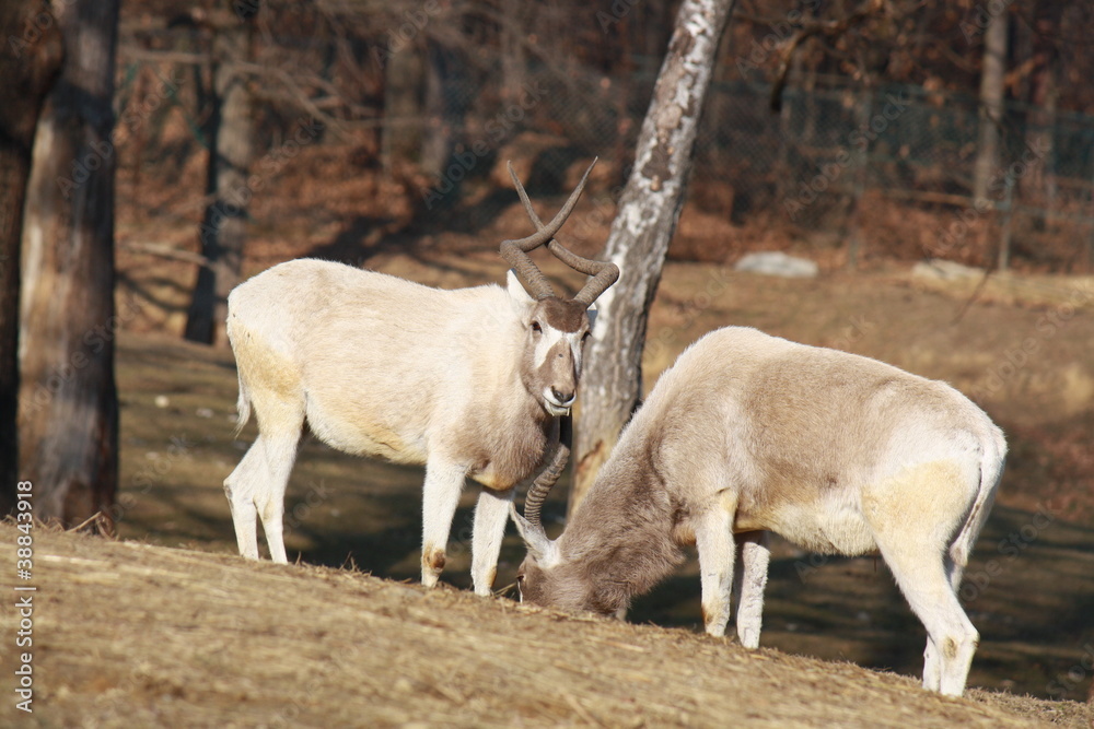 Two addax antelopes feeding on meadow Two addax antelopes feeding on meadow