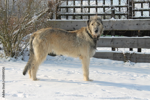 Irischer Wolfshund im schnee photo