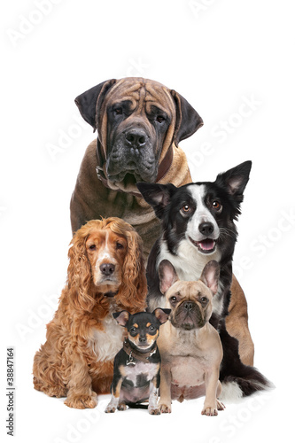 five dogs © Erik Lam