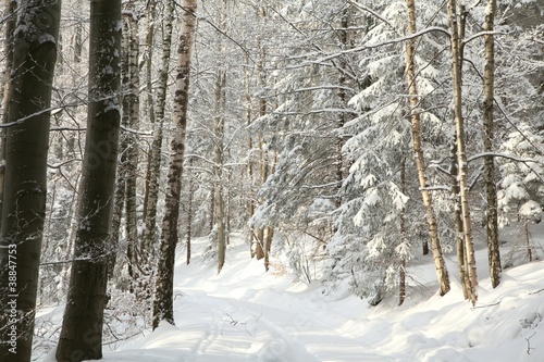 Forest path among the trees covered with snow on a sunny morning