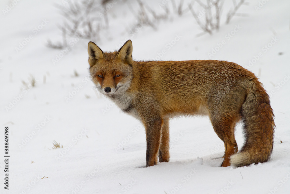 Fototapeta premium Red Fox in the snow