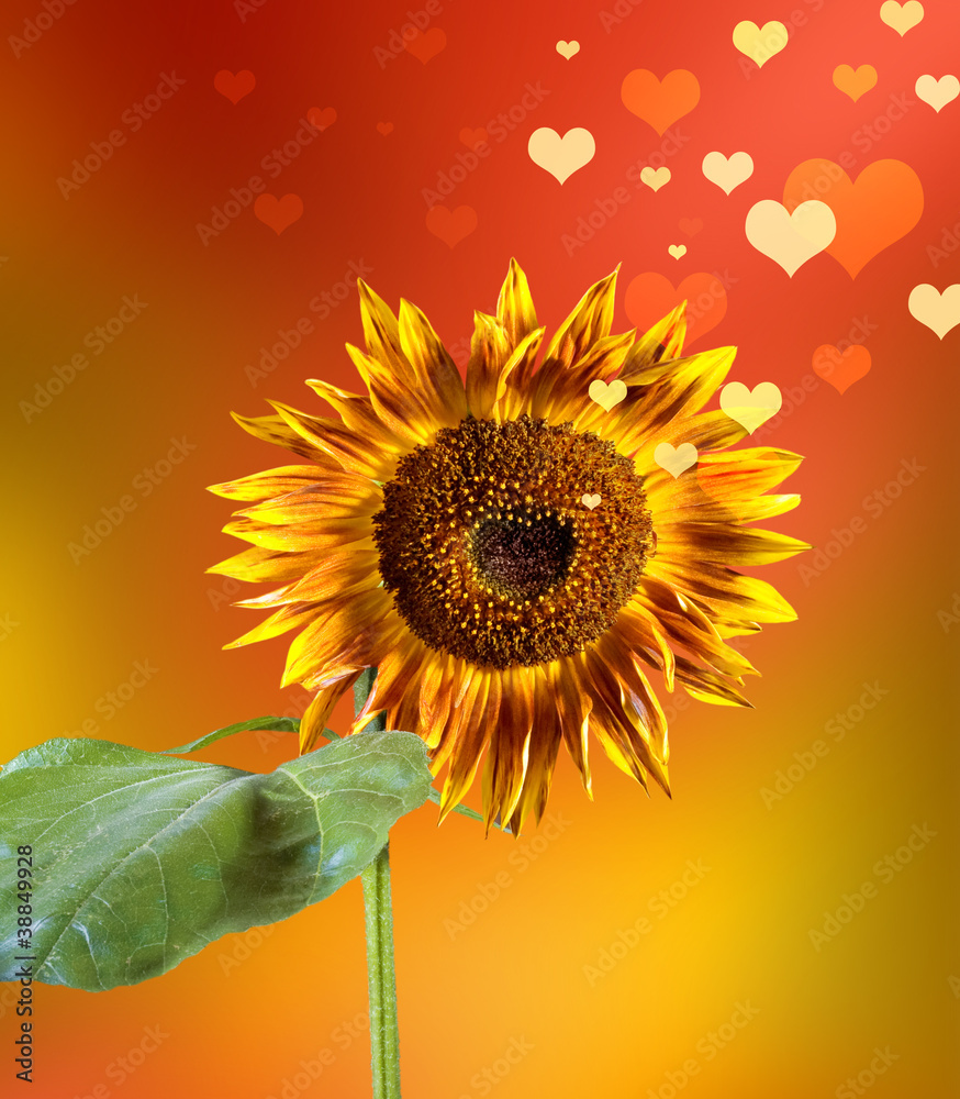 Fototapeta premium Valentine sunflower and hearts