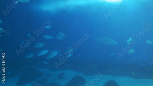 Wallpaper Mural Sea Life Aquarium Torontodigital.ca