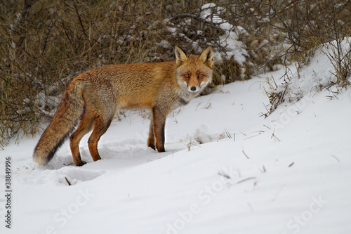 Red fox standing in the snow © Menno Schaefer
